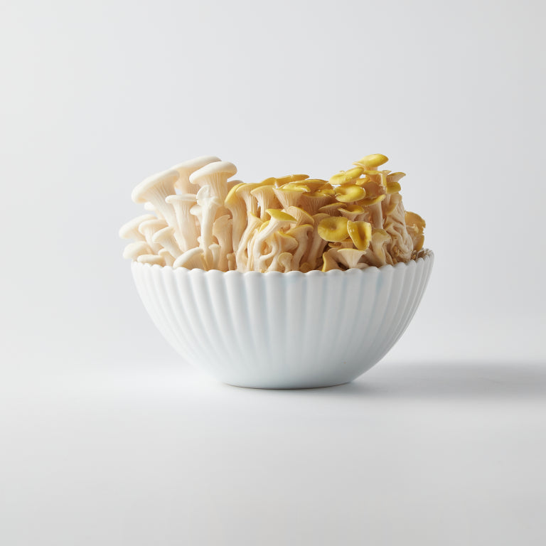 MUJAGI – Flower soup bowl (Gloss)